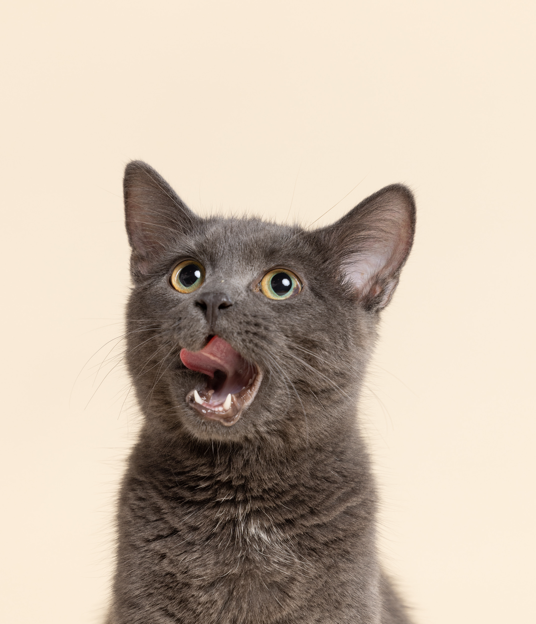 My cat Twenty 1