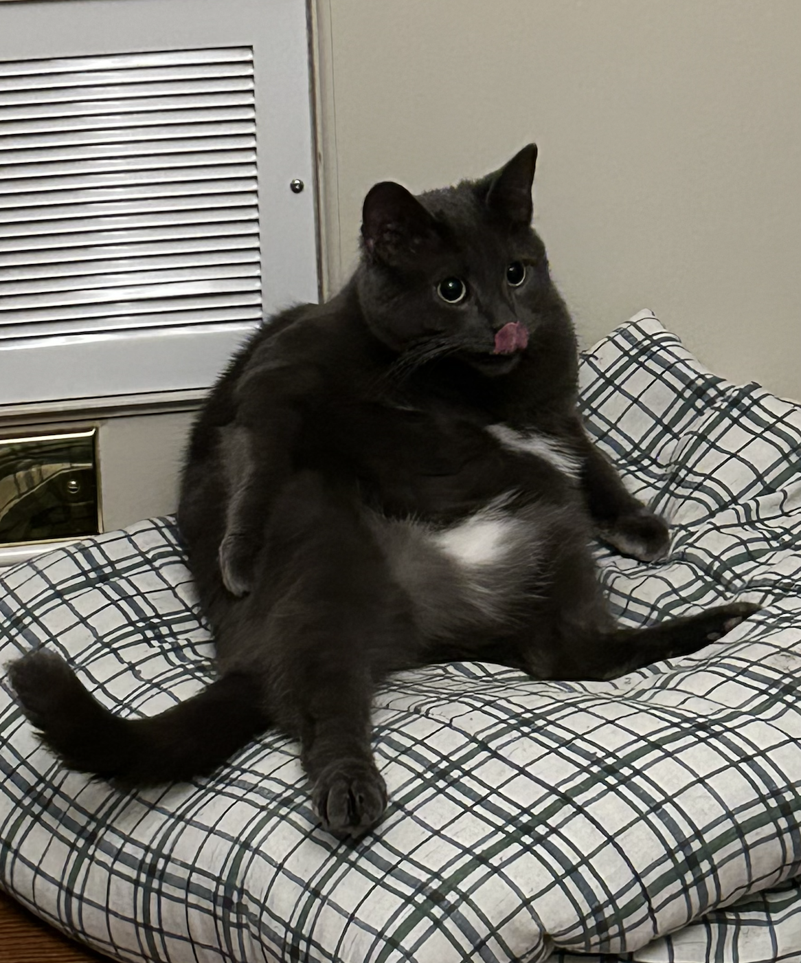 My cat Twenty 2