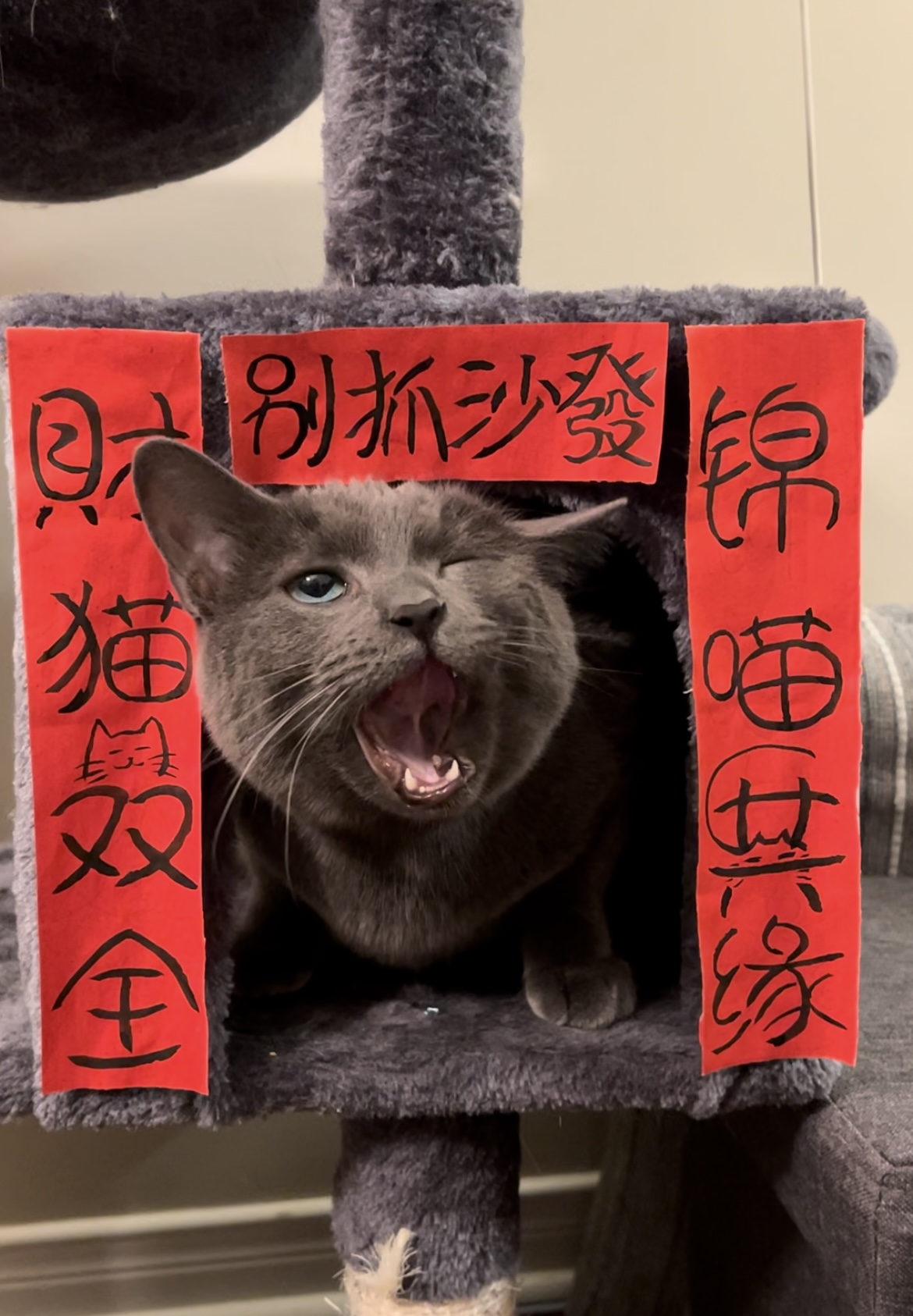 My cat Twenty 3