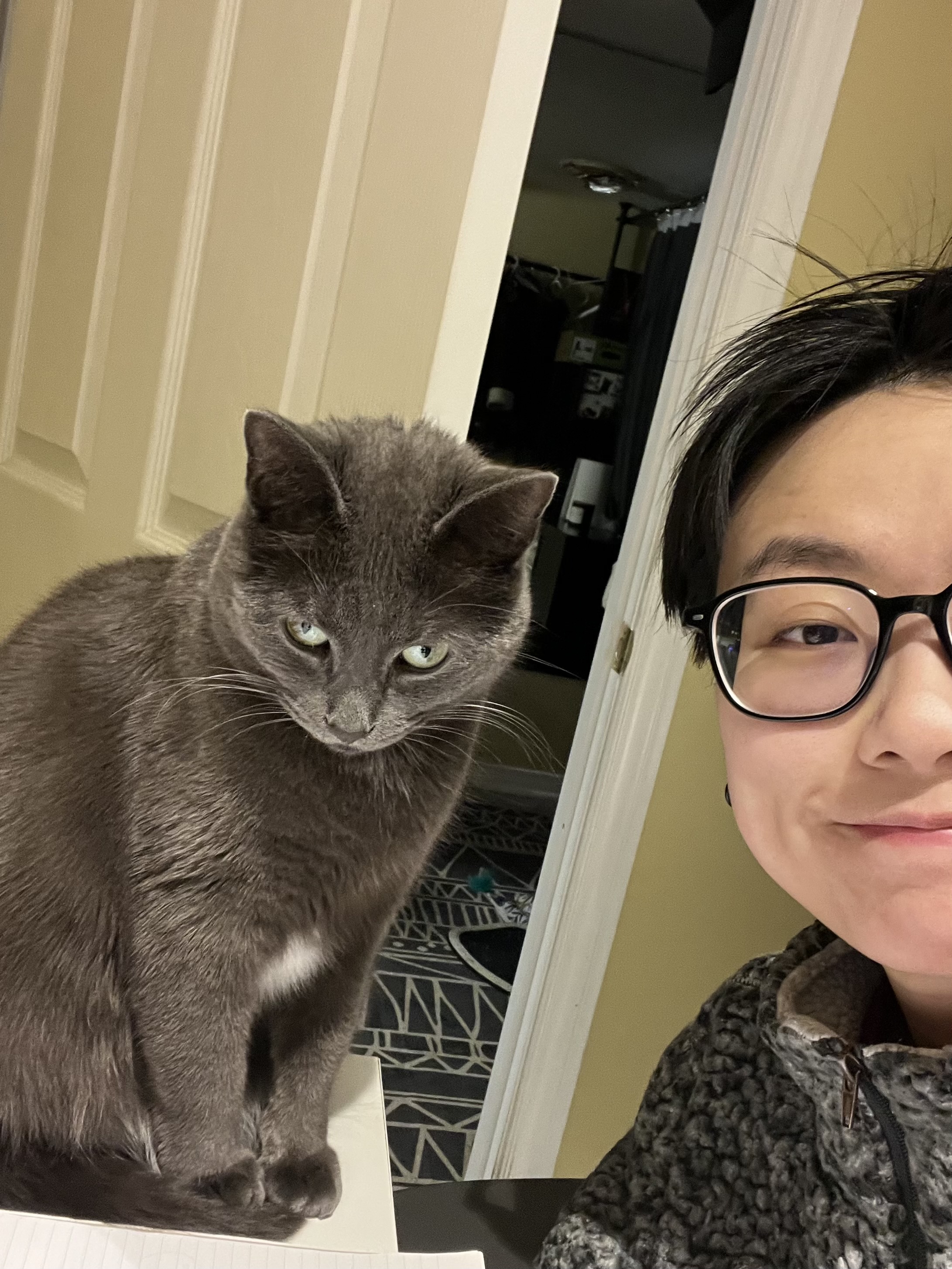 My cat Twenty 5